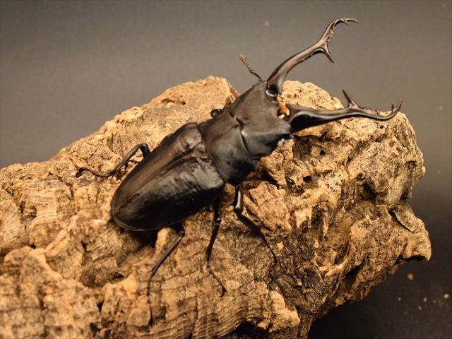 ギラファノコギリクワガタ ☆新成虫☆ギラファノコギリクワガタ（亜種ケイスケ）♂104ミリ