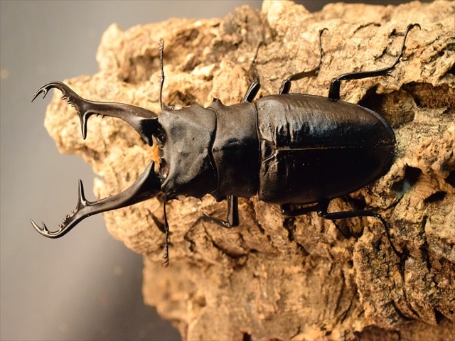 超LLサイズ】ギラファノコギリクワガタ114mmペア【ホワイトアイ血統