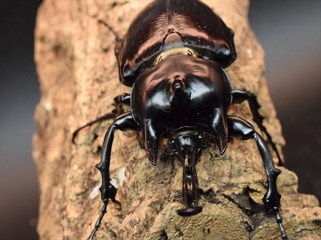 【大型ペア】アクティオンゾウカブト（アクタエオンゾウカブト）【新成虫】