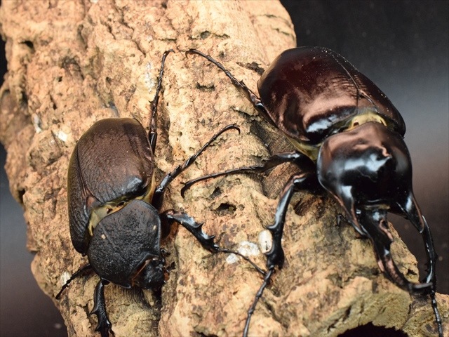 【大型ペア】アクティオンゾウカブト（アクタエオンゾウカブト）【新成虫】