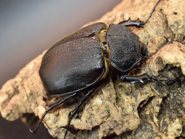 【大型ペア】アクティオンゾウカブト（アクタエオンゾウカブト）【新成虫】