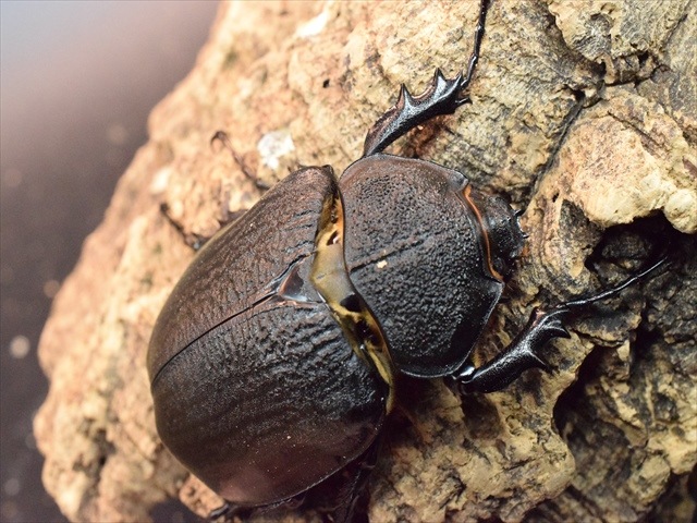 【大型ペア】アクティオンゾウカブト（アクタエオンゾウカブト）【新成虫】