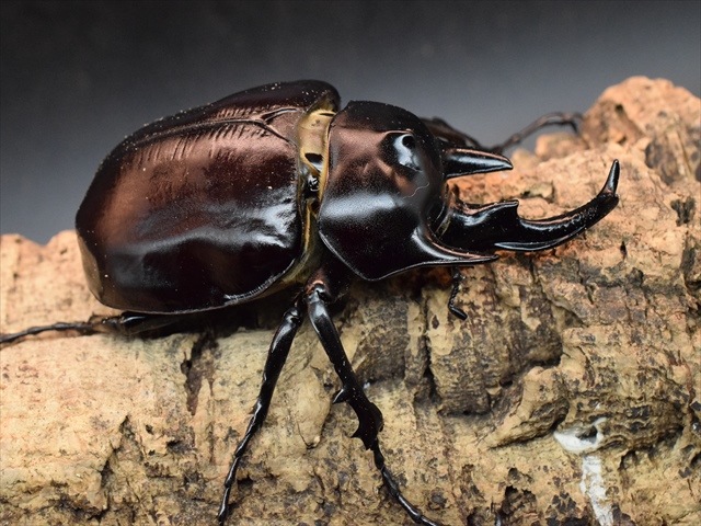 【大型ペア】アクティオンゾウカブト（アクタエオンゾウカブト）【新成虫】