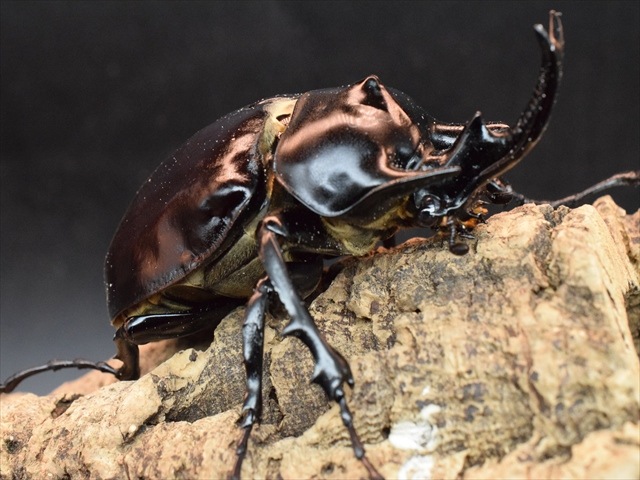 【大型ペア】アクティオンゾウカブト（アクタエオンゾウカブト）【新成虫】