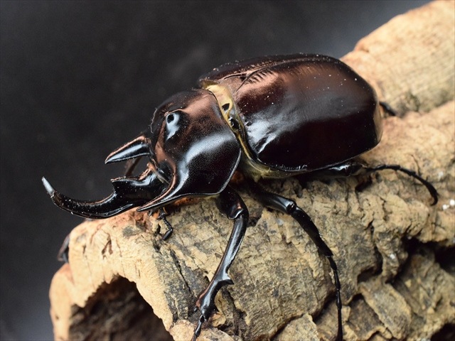 【大型ペア】アクティオンゾウカブト（アクタエオンゾウカブト）【新成虫】