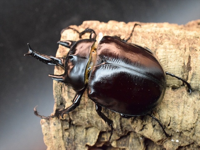 【大型ペア】アクティオンゾウカブト（アクタエオンゾウカブト）【新成虫】