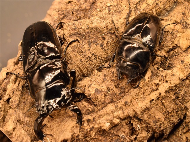 insectbase タランドゥス♂80.5㎜×53.5㎜新成虫‼️