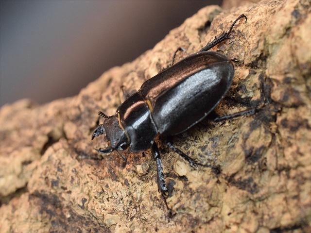 【即ブリ可】アマミミヤマクワガタ♀27mm