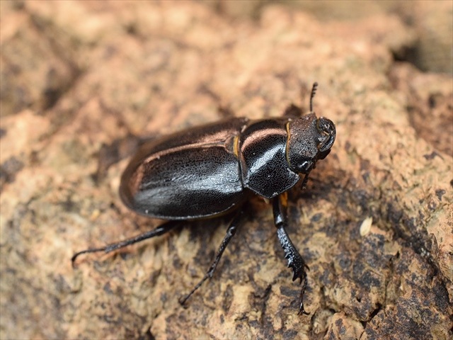 【即ブリ可】アマミミヤマクワガタ♀27mm