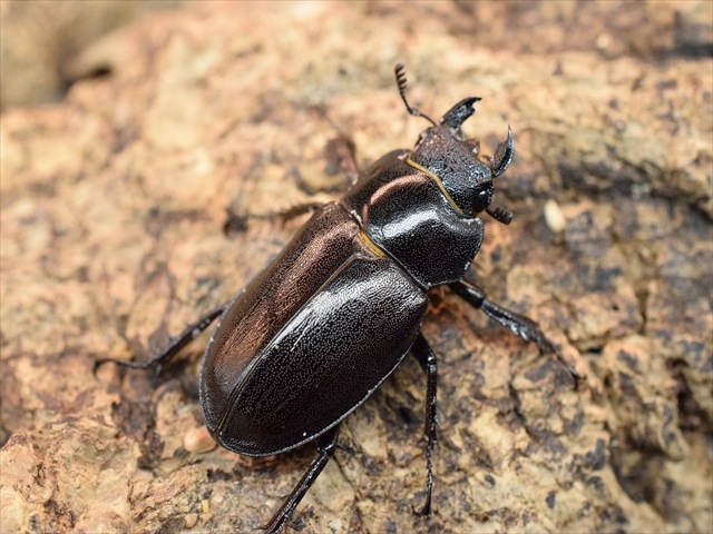 【即ブリ可】アマミミヤマクワガタ♀27mm