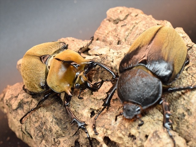 【♂単品】ギアスルンバシャーゾウカブト57ｍｍ