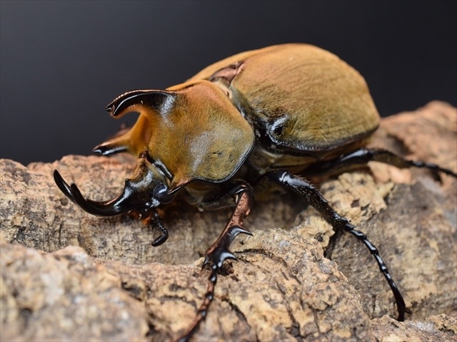 【♂単品】ギアスルンバシャーゾウカブト57ｍｍ