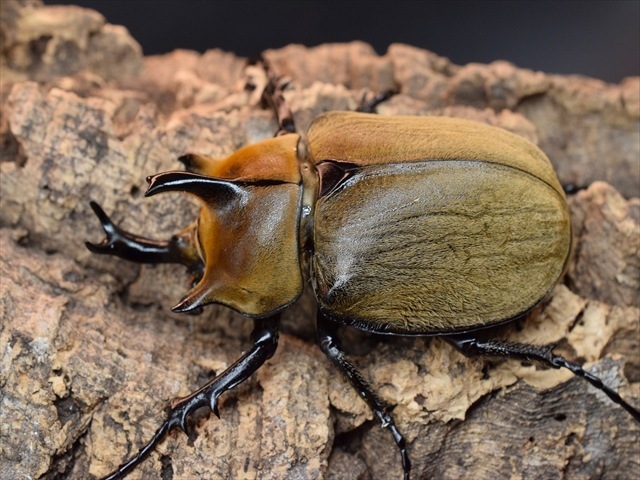 【♂単品】ギアスルンバシャーゾウカブト57ｍｍ