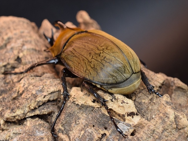 【♂単品】ギアスルンバシャーゾウカブト57ｍｍ