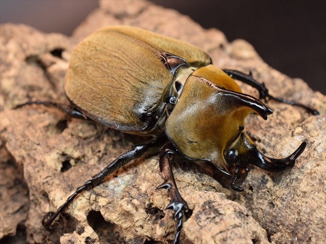 【♂単品】ギアスルンバシャーゾウカブト57ｍｍ