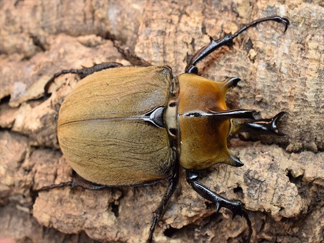 【♂単品】ギアスルンバシャーゾウカブト57ｍｍ