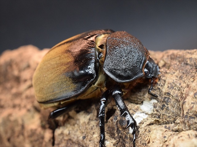 【♂単品】ギアスルンバシャーゾウカブト57ｍｍ