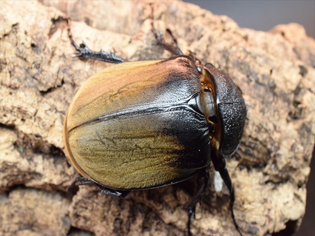 【♂単品】ギアスルンバシャーゾウカブト57ｍｍ