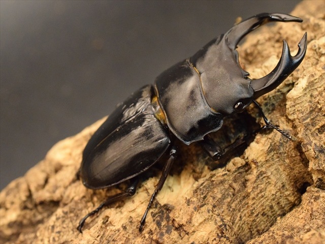 国産オオクワガタ（久留米産）70ｍｍペア【新成虫】