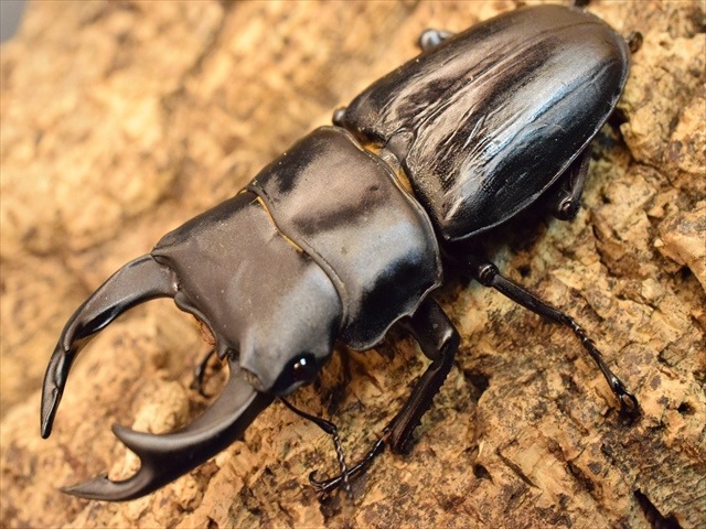 国産オオクワガタ（久留米産）70ｍｍペア【新成虫】