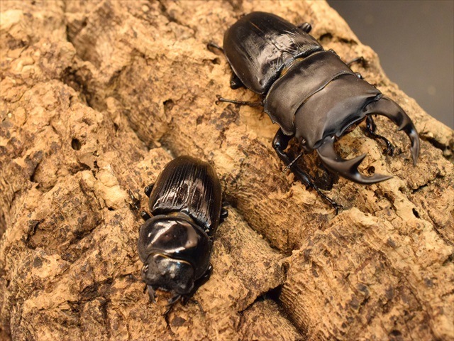 国産オオクワガタ（久留米産）70ｍｍペア【新成虫】