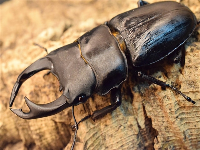 国産オオクワガタ（久留米産）70ｍｍペア【新成虫】