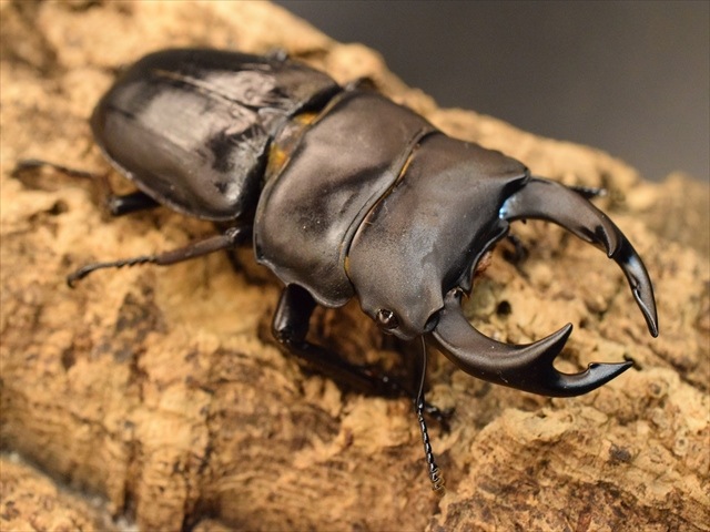 国産オオクワガタ（久留米産）70ｍｍペア【新成虫】