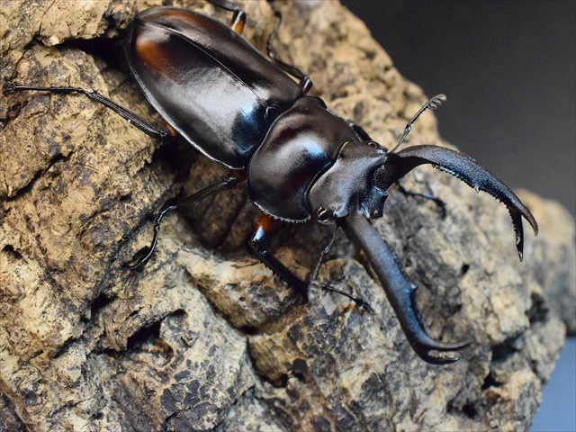 ディディエールシカクワガタ WDF2 ♂67mm ♀39mm キャメロンハイランド産 ディディエールシカクワガタ飼育記