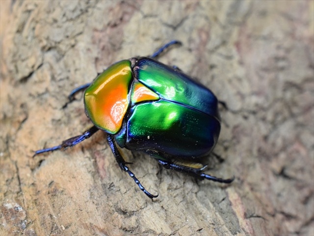 【新成虫】トルコホウセキカナブンペア