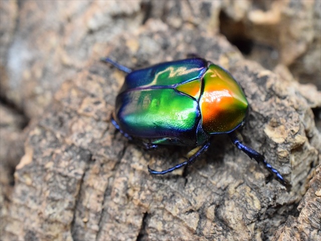 【新成虫】トルコホウセキカナブンペア