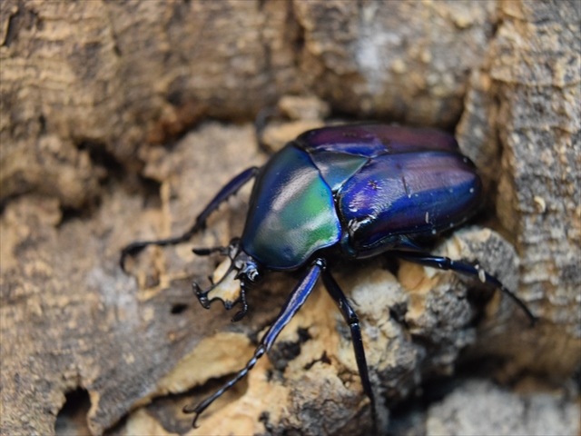 カナブンページ 新成虫】シロヘリミドリツノカナブンペア | カナブン、コガネムシ
