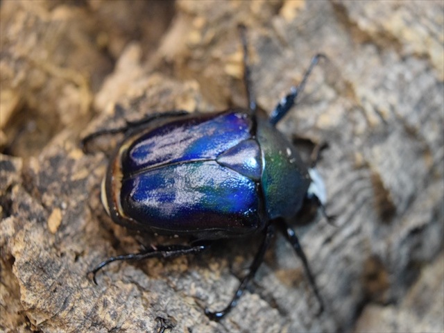 【新成虫】シロヘリミドリツノカナブンペア