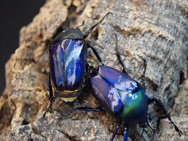 新成虫】シロヘリミドリツノカナブンペア | カナブン、コガネムシ