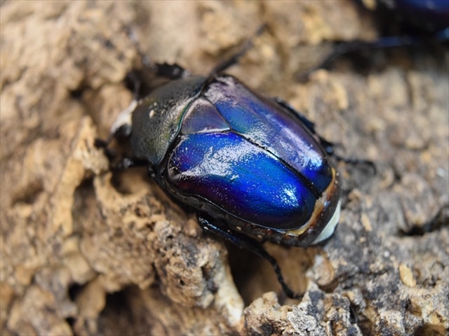 【新成虫】シロヘリミドリツノカナブンペア