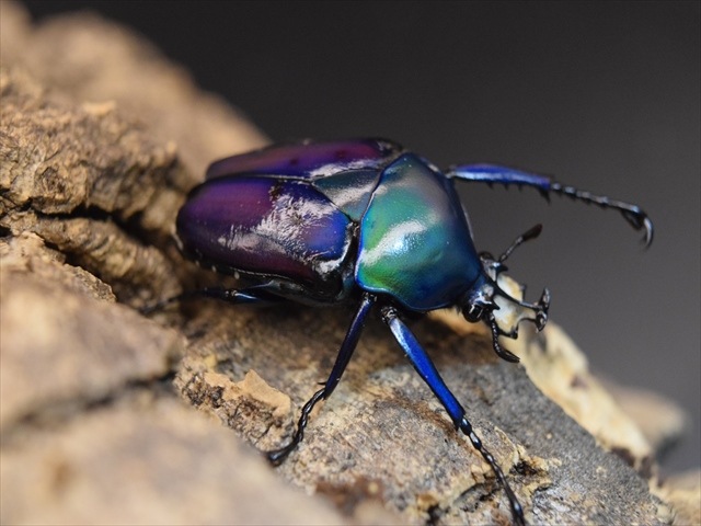 【新成虫】シロヘリミドリツノカナブンペア