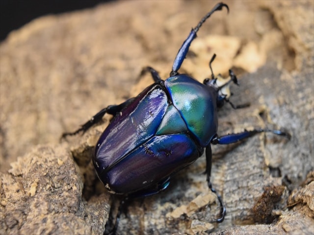 【新成虫】シロヘリミドリツノカナブンペア