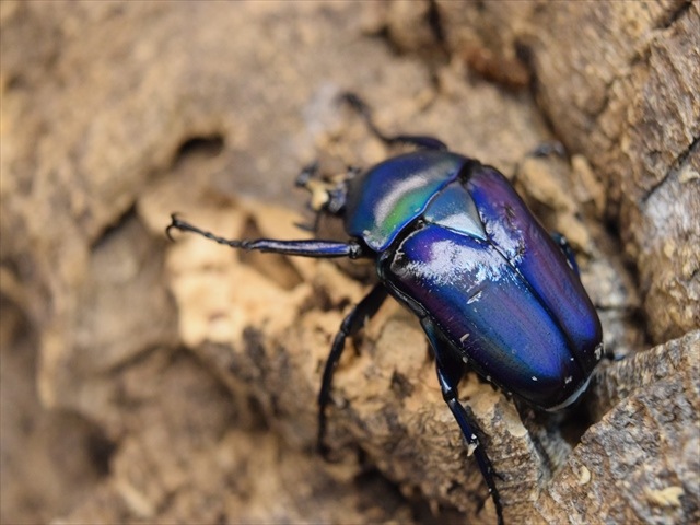 【新成虫】シロヘリミドリツノカナブンペア