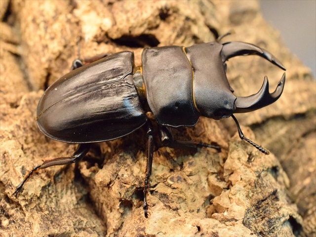 国産オオクワガタ(久留米産)61mmペア【新成虫】