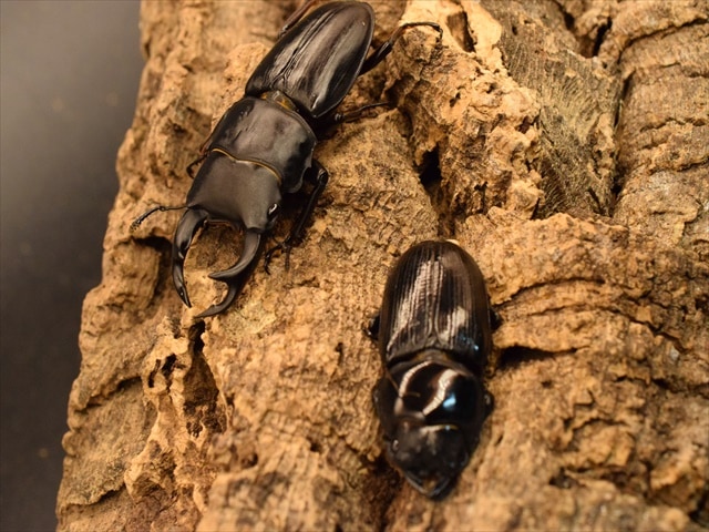 国産オオクワガタ(久留米産)61mmペア【新成虫】