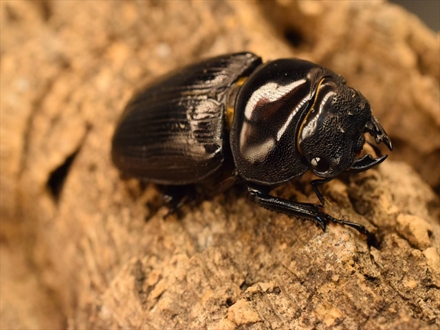 国産オオクワガタ(久留米産)61mmペア【新成虫】