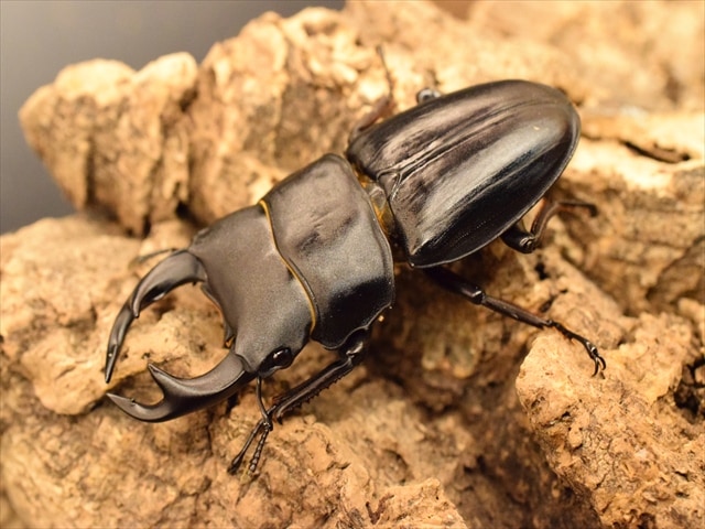 国産オオクワガタ(久留米産)61mmペア【新成虫】