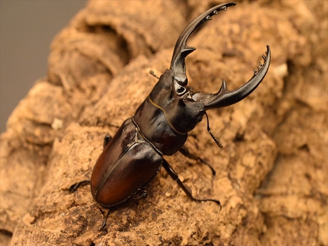 レニノコギリクワガタ60mm爆産セット | すべての商品 | 極