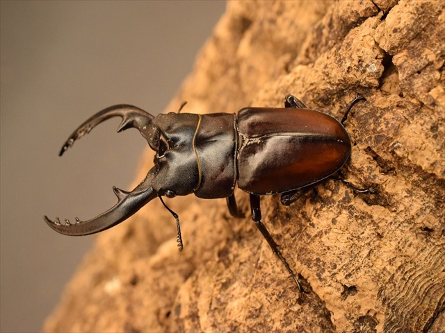 レニノコギリクワガタ60mm爆産セット | すべての商品 | 極