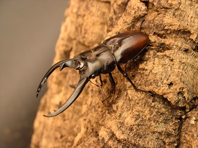 レニノコギリクワガタ60mm爆産セット | すべての商品 | 極