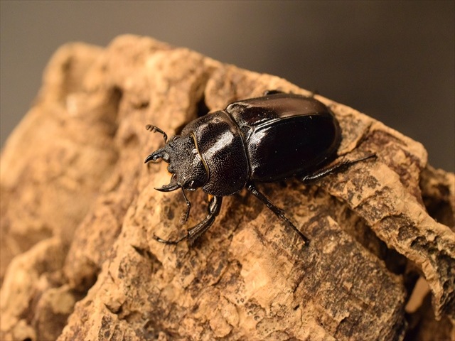 レニノコギリクワガタ60mm爆産セット | すべての商品 | 極