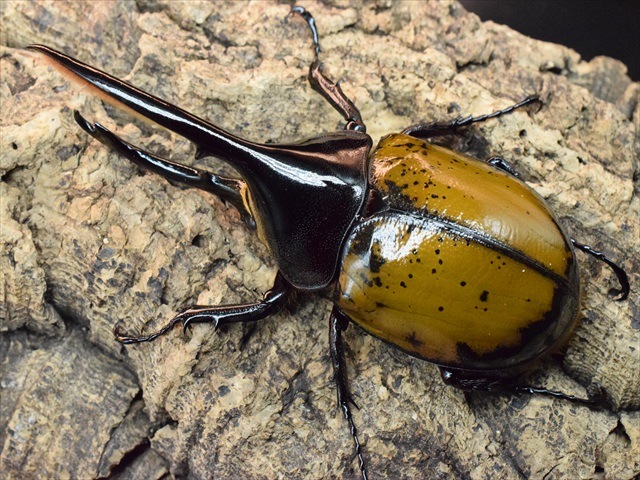 【希少】ヘラクレスリッキー123ｍｍペア【ウカヤリ産】