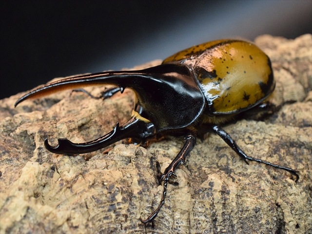 【希少】ヘラクレスリッキー123ｍｍペア【ウカヤリ産】