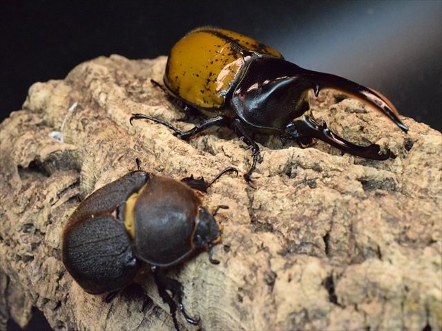 【希少】ヘラクレスリッキー123ｍｍペア【ウカヤリ産】