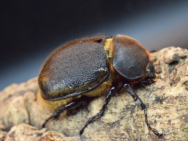 【希少】ヘラクレスリッキー123ｍｍペア【ウカヤリ産】