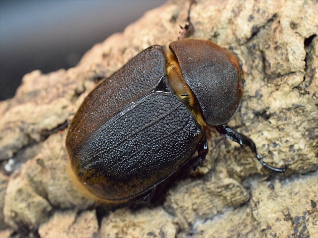 【希少】ヘラクレスリッキー123ｍｍペア【ウカヤリ産】